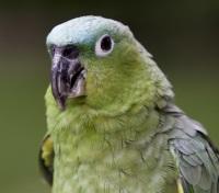 Saint Lucia Parrot Saint Lucia Parrot